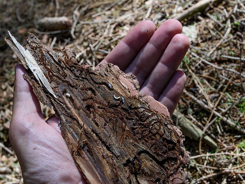 Borke mit Fraßbild von Borkenkäferlarven © ÖBf-Archiv/Wolfgang Simlinger