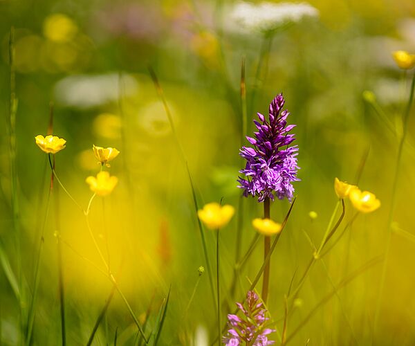 Neues Natur.Raum.Management-Journal online Neues Natur.Raum.Management-Journal online
