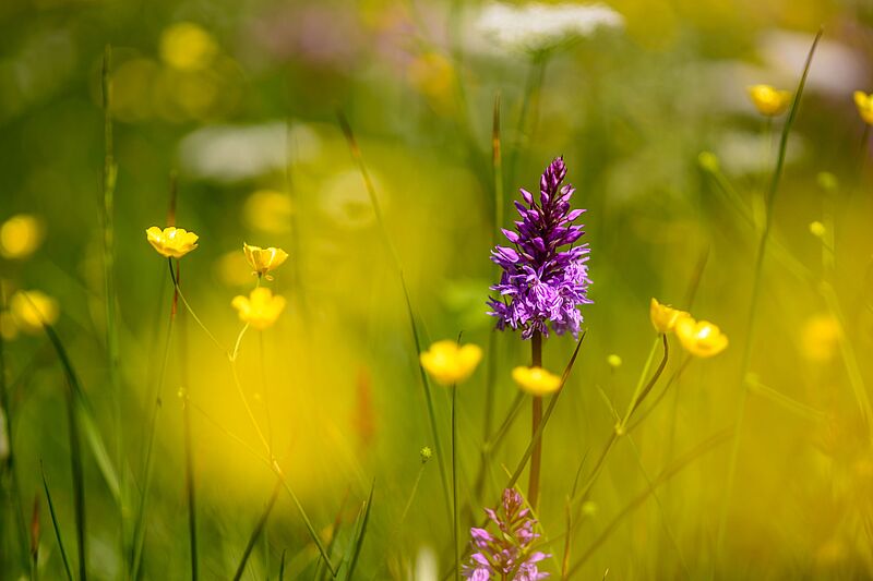Neues Natur.Raum.Management-Journal online