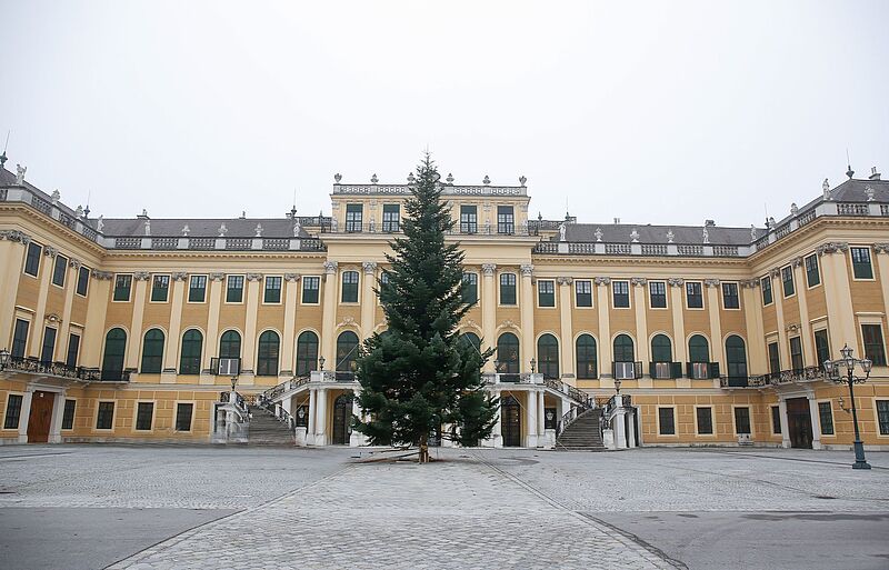 Prachtbaum der Bundesforste vor dem Schloss Schönbrunn