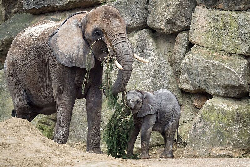 Verfütterung der Fichte aus Bundesforste-Wäldern an die Elefanten im Tiergarten Schönbrunn