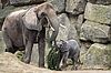 Verfütterung der Fichte aus Bundesforste-Wäldern an die Elefanten im Tiergarten Schönbrunn