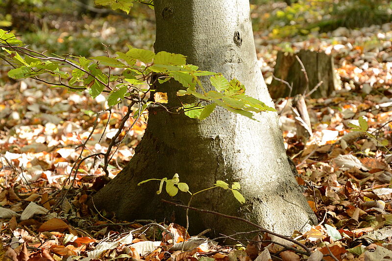 Junge Buche mit ca. 30 cm Höhe neben großer Buche mit ca. 30 cm Durchmesser, Foto: Gernot Waiss