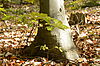 Junge Buche mit ca. 30 cm Höhe neben großer Buche mit ca. 30 cm Durchmesser, Foto: Gernot Waiss