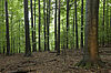 Rotbuchen im Wienerwald