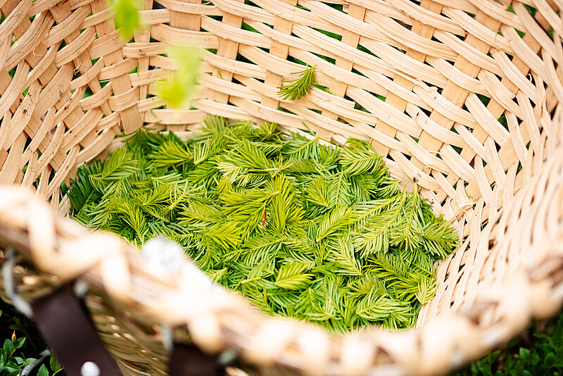 Frische Tannentriebe als Zutaten des Waldbiers 2023 (c) ÖBf/Roast Media