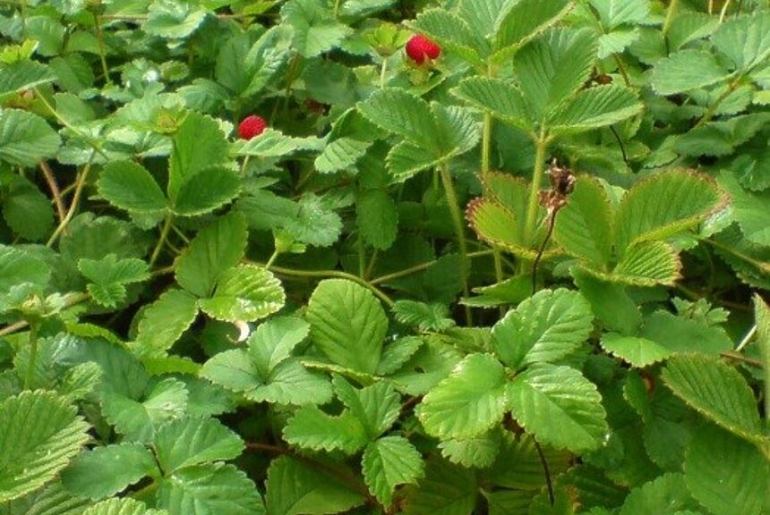 Indische Scheinerdbeere 