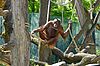 Orang-Utan-Weibchen Sari freut sich über das neue Kletterparadies im Tiergarten Schönbrunn (c) Norbert Potensky