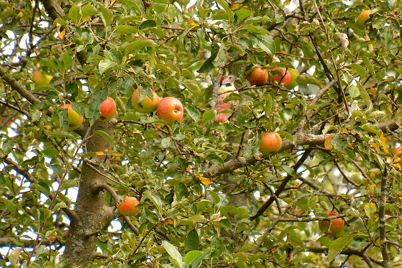 Mittelspecht im Apfelbaum, Foto: Gernot Waiss