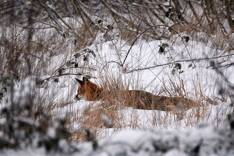 Fuchs im Schnee