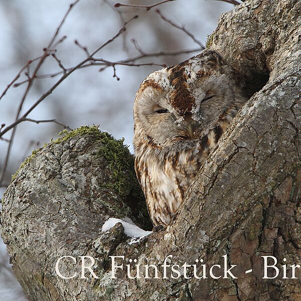 Komm mit in die Nacht!