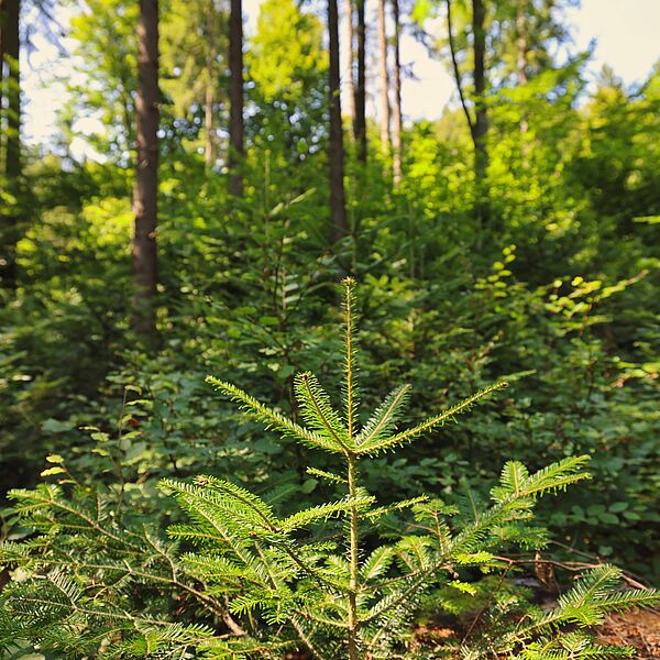 20 Jahre EUSTAFOR: Zwei Jahrzehnte starke Stimme der Forstwirtschaft in Europa