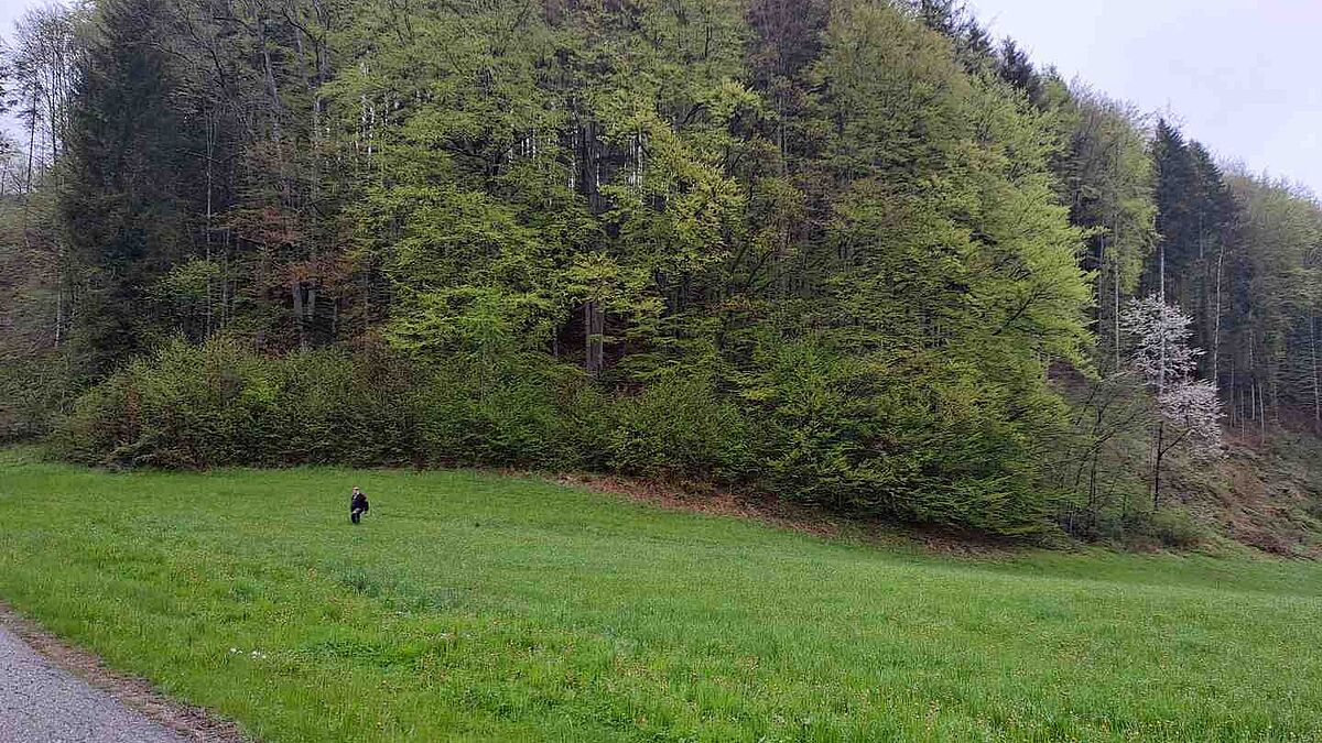 Waldränder sind wertvolle Lebensräume. © ÖBf/Xaver Wimmer