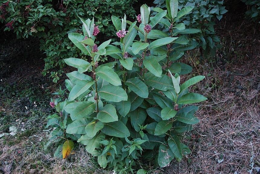 Gewöhnliche Seidenpflanze 