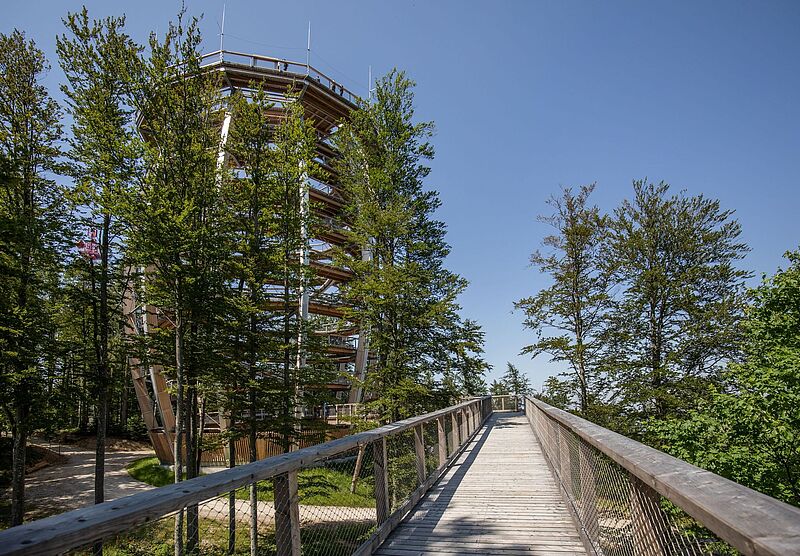 Baumwipfelpfad am Grünberg bei Gmunden (c) ÖBf-Archiv/Michael Groessinger Baumwipfelpfad am Grünberg bei Gmunden
