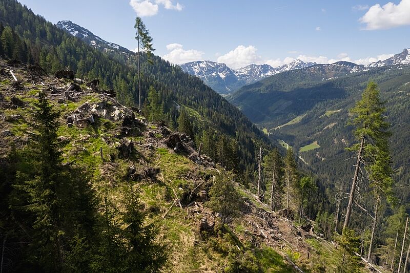 Teil der Aufforstungsfläche in Forstau im Pongau (c) ÖBf/W. Lienbacher