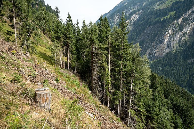 Wiederaufforstung als Herausforderung in steilen Schutzwäldern (c) ÖBf/W. Lackner