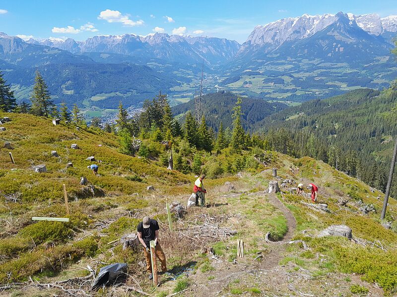 Aufforstungsaktion am Hochgründeck (c) oebf