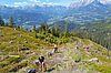 Aufforstungsaktion am Hochgründeck (c) oebf