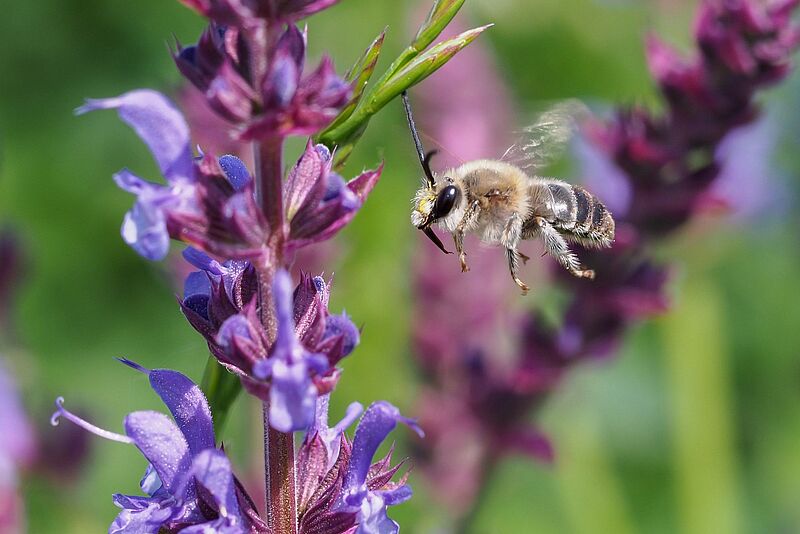 Biene im Anflug auf rosa-lila Salbeiblüte