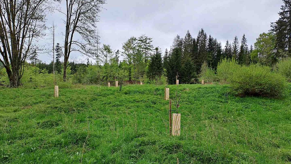 Pflanzung und Schutz wertvoller Gehölze. © ÖBf/Xaver Wimmer