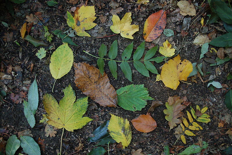 Spannendes aus dem Wienerwald: eine Herbstführung