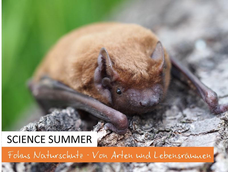 Titelseite Science Summer, Fokus Naturschutz, Foto: Großer Abendsegler