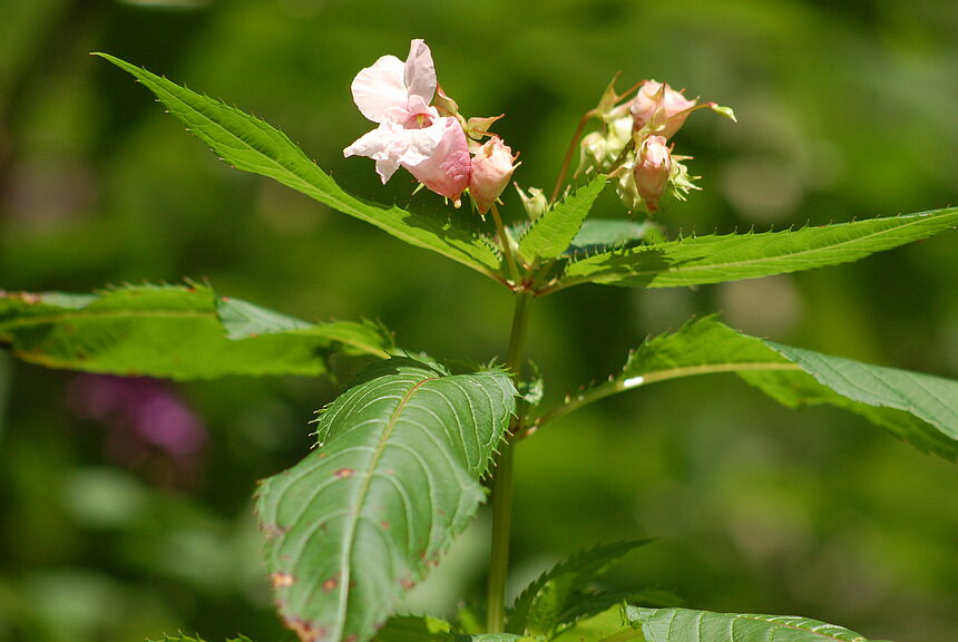  Drüsen-Springkraut (Impatiens glandulifera)