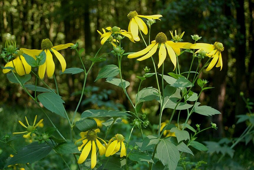 Schlitzblättriger Sonnenhut
