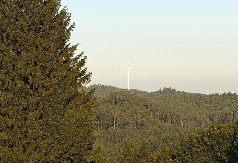 Kobernaußerwald (c) ÖBf/W. Simlinger