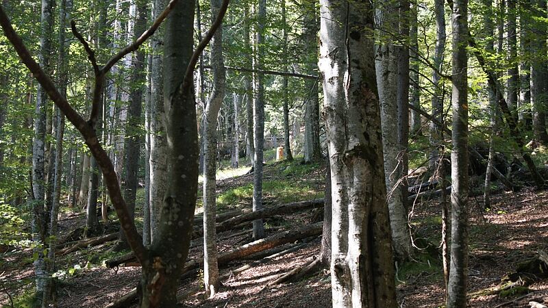 Buchenwald im steirischen Wildnisgebiet (c) ÖBf-Archiv/M. Schwantzer