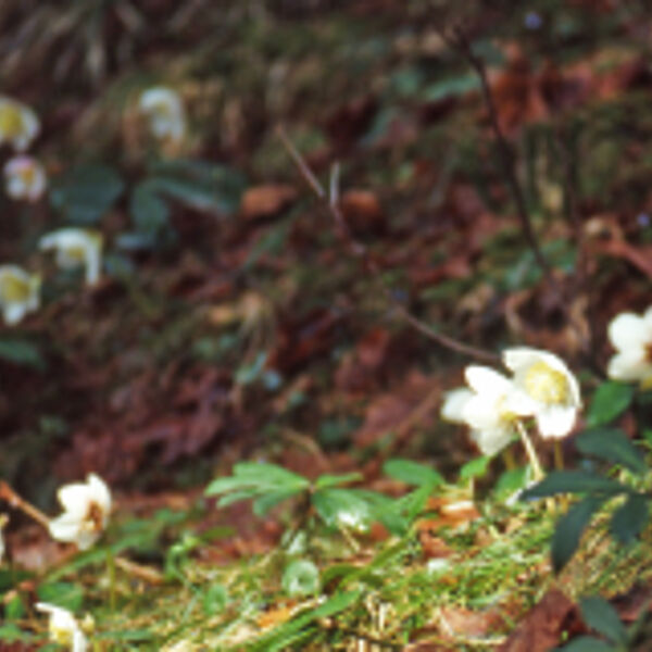 Alles aufgewacht im Wald!