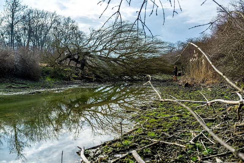 ÖBf-Mitarbeiterin Stella Waszilovics bei der Kartierung im Nationalpark Donau-Auen (c) ÖBf/Imre Antal