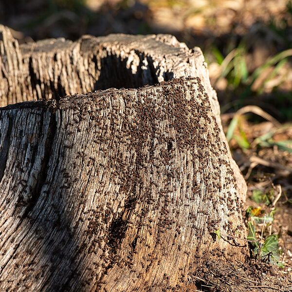 Ameisentaxi: Wenn Ameisen übersiedeln