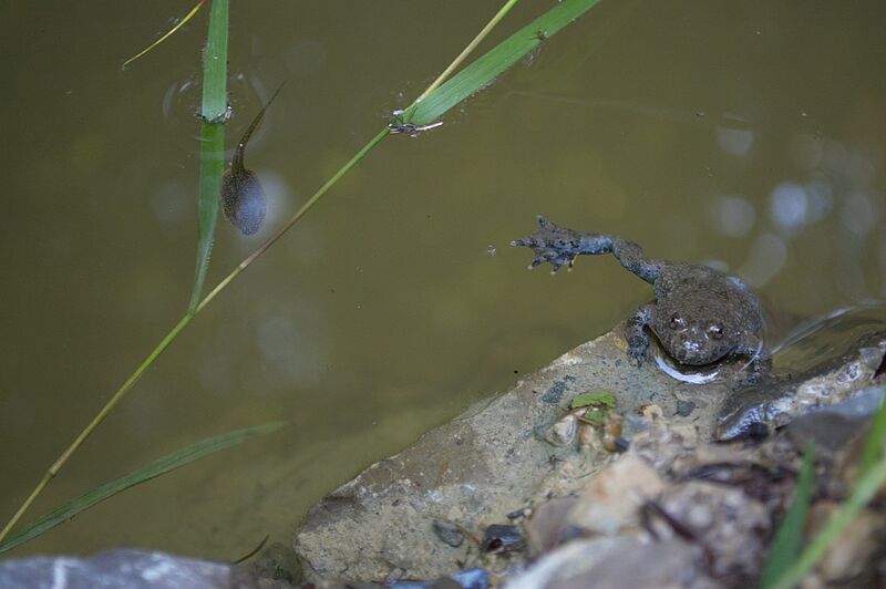 Projekt Trittsteine im Wienerwal - Gelbbauchunke (c) ÖBf/C. Kubista