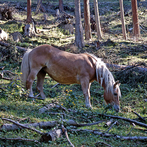 Pferd
