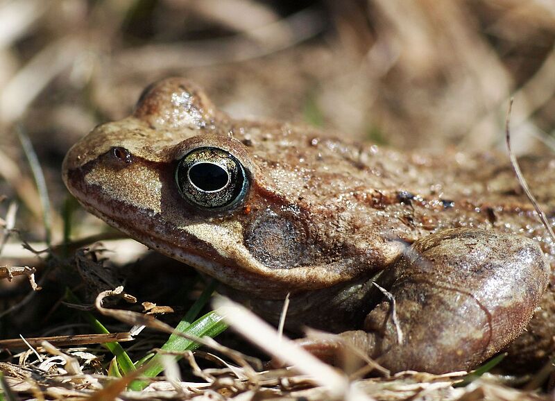 Grasfrosch 