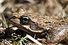 Grasfrosch 