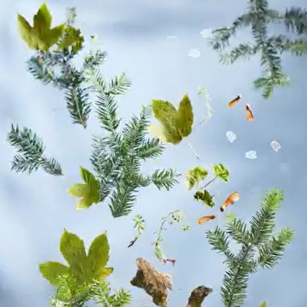 WALD Kalender Juni 2023