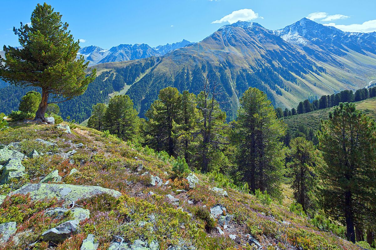 Zirben im Radurschltal (c) ÖBf/F. Pritz Zirben im Radurschltal (c) ÖBf/F. Pritz