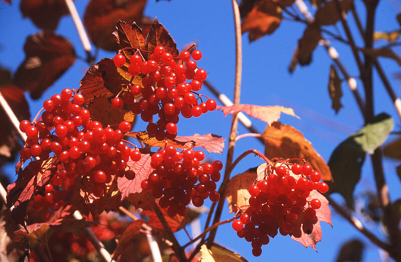 Nahaufnahme der Früchte des Schneeballs, sie sehen aus wie kleine rote Kügelchen an einem Zweig.
