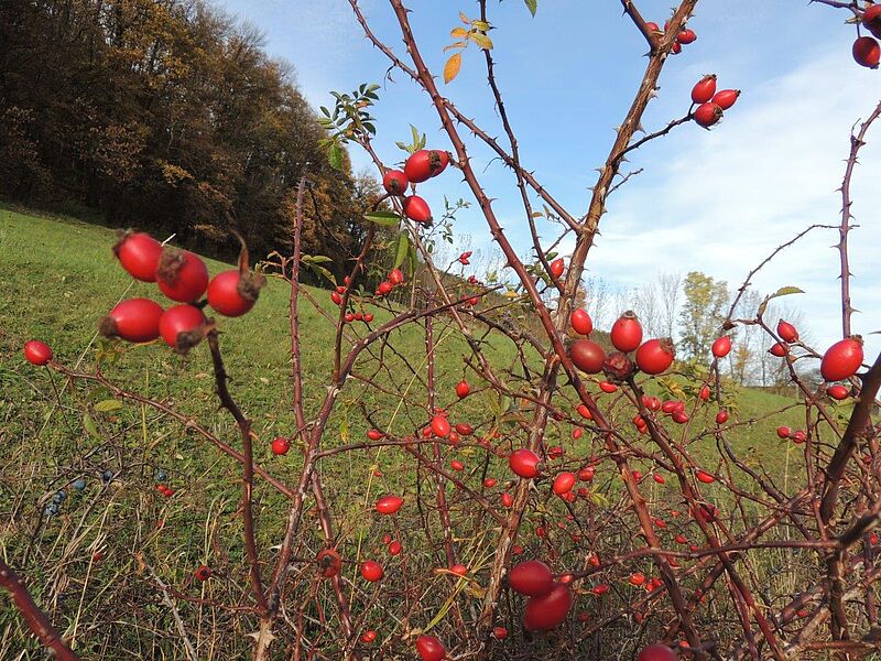 Hagebutten, Früchte der Heckenrose am Strauch. Foto: Patricia Lechner