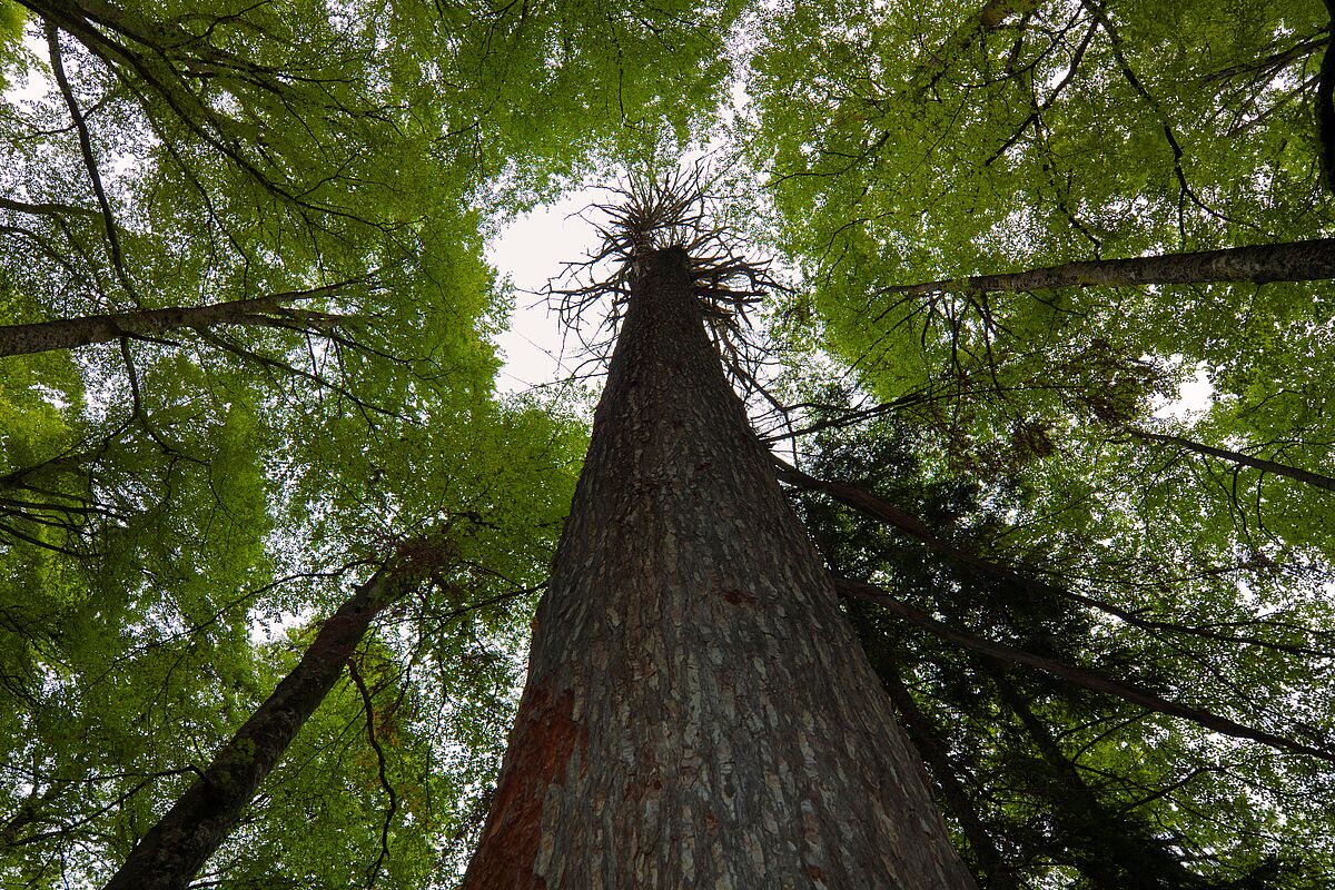 Lammertaler Urwald (c) ÖBf/F. Pritz Lammertaler Urwald (c) ÖBf/F. Pritz