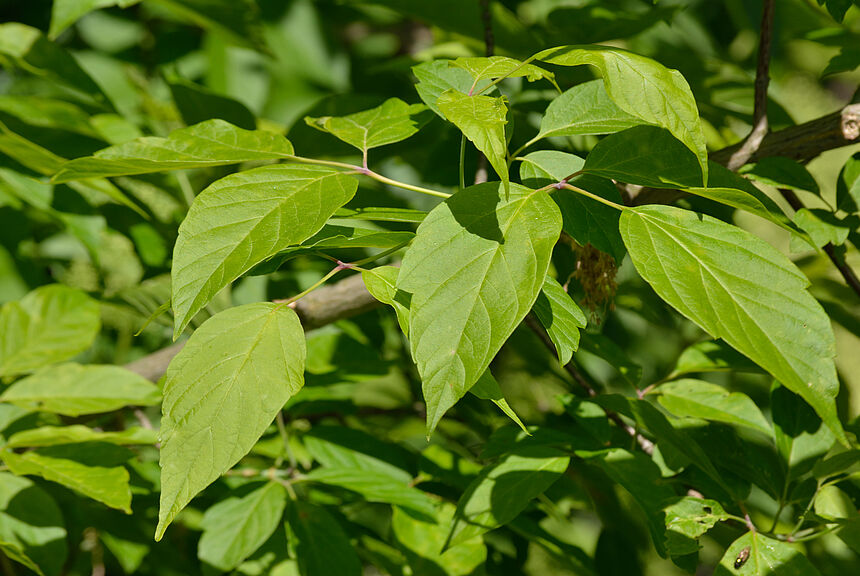  Eschenahorn (Acer negundo)
