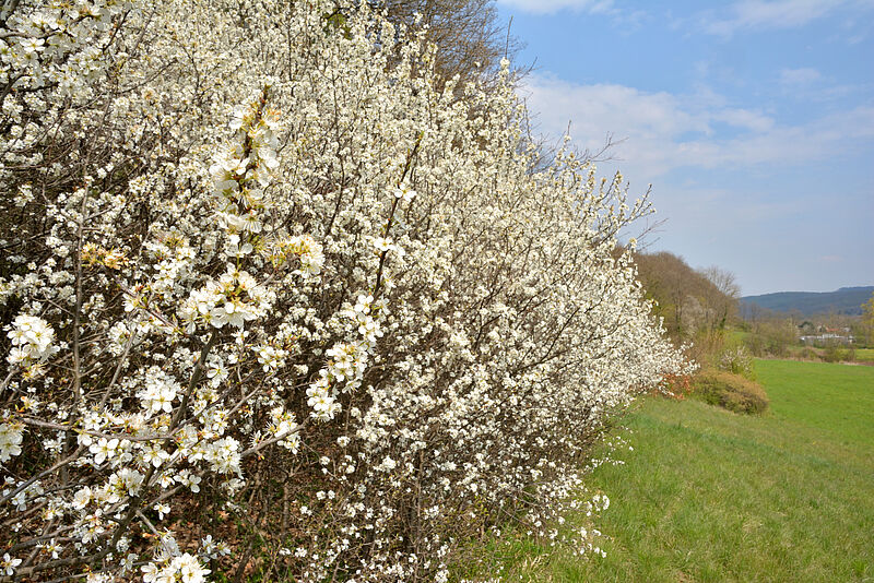 Schlehdornhecke, blühend. Foto: Gernot Waiss