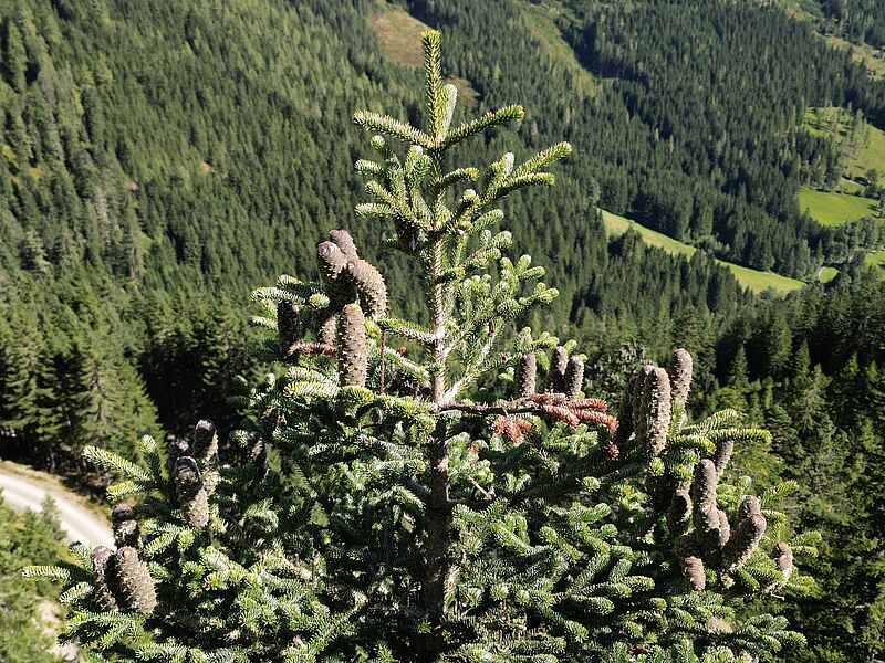 Tannenzapfen an einem der Samenbäume (c) oebf/Stefan Merkinger Tannenzapfen an einem der Samenbäume (c) oebf/Stefan Merkinger