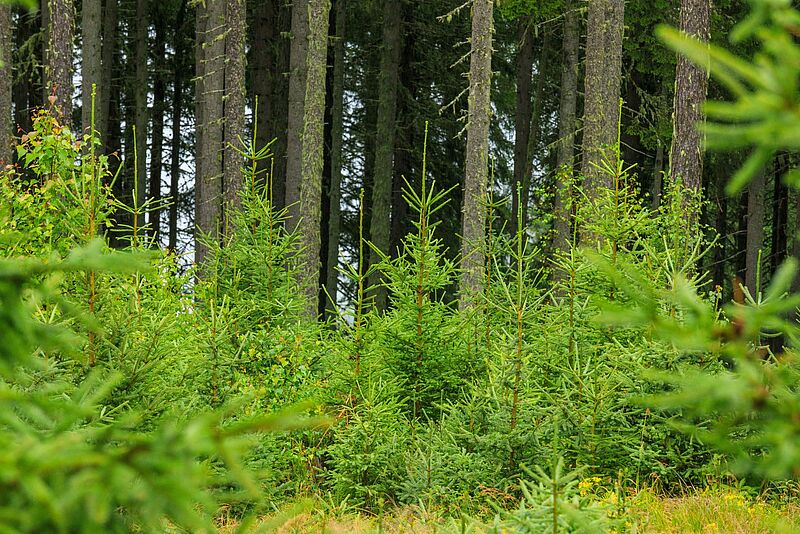 Nachwuchs: Junge Lärchen im alpinen Schutzwald (c) ÖBf-Archiv/F. Pritz