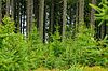 Nachwuchs: Junge Lärchen im alpinen Schutzwald (c) ÖBf-Archiv/F. Pritz