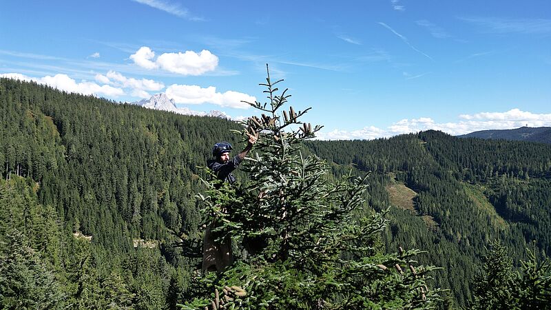 Tannenzapfen-Ernte im ÖBf-Forstrevier Filzmoos (c) oebf/Stefan Merkinger Tannenzapfen-Ernte im ÖBf-Forstrevier Filzmoos (c) oebf/Stefan Merkinger