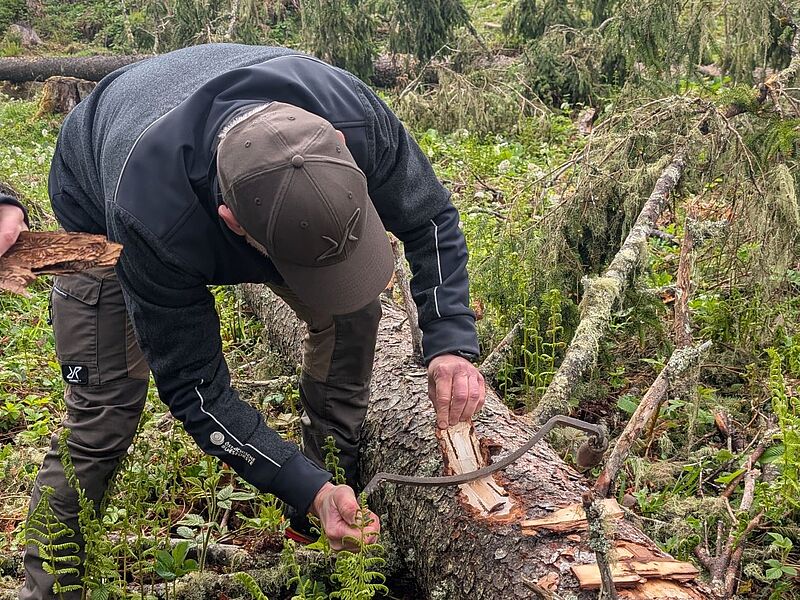 Revierleiter Harald Huber mit einem Fangbaum (c) ÖBf